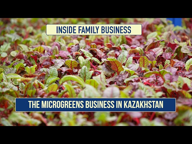 The microgreens business in Kazakhstan