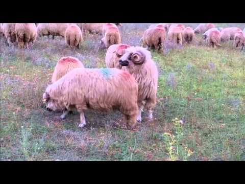 OILE TURCANE A LUI STEFAN IOAN DIN MIERCUREA SIBIULUI