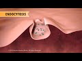 Cell Biology Active Transport