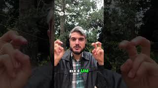 Vermifugação de Filhotes  Dose Certa e Quando Evitar!