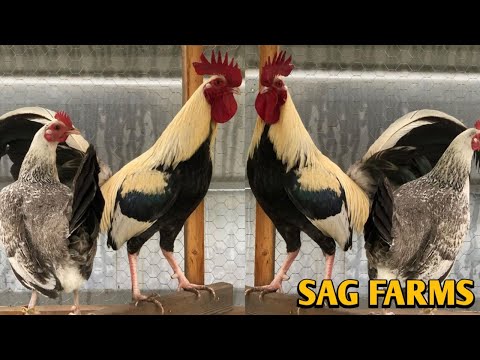 Joe Goode Grey Kelso Asil - SAG FARMS