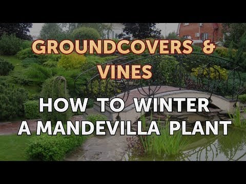 How to Grow a Trumpet Vine