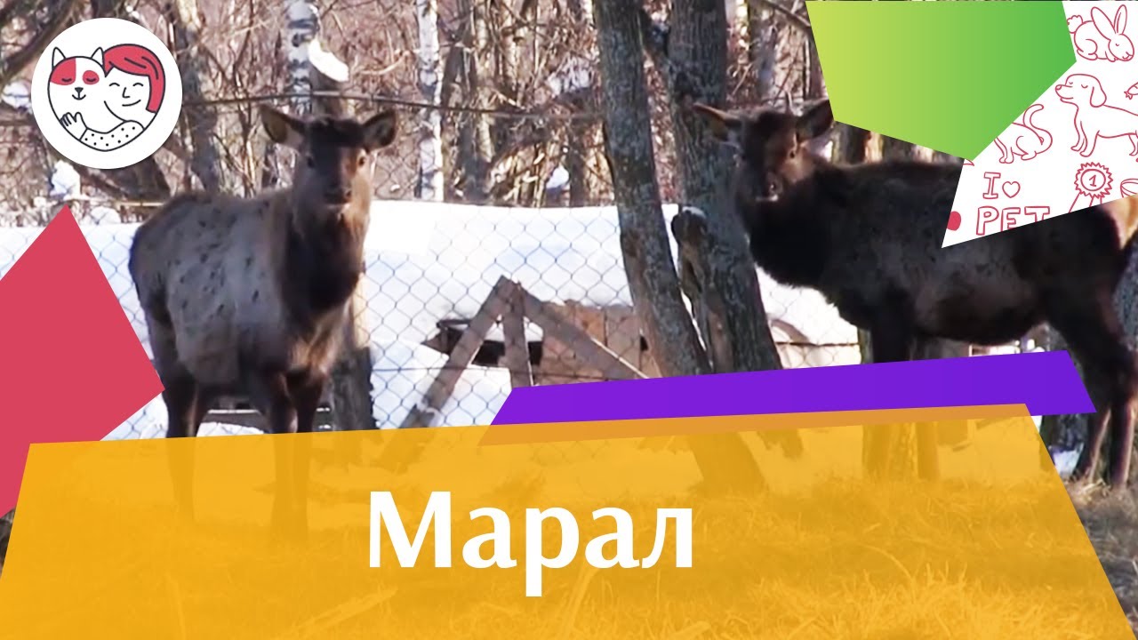 Марал Внешний вид на ilikepet