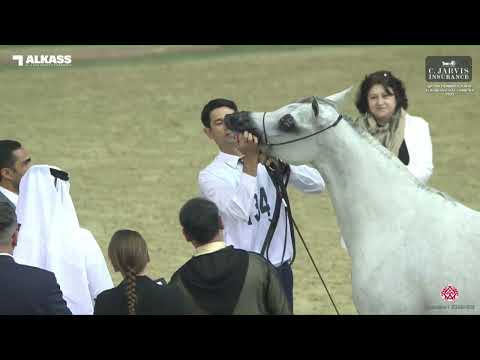 N 134 QATIFA AL SHAQAB   Qatar Peninsula AHS for Individual Owners 2023   Mares 4 6 Years Old Class