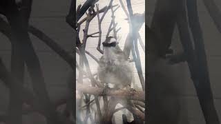 Download lagu AKSI SAPROL TRUCUK TERMEWAH mp3