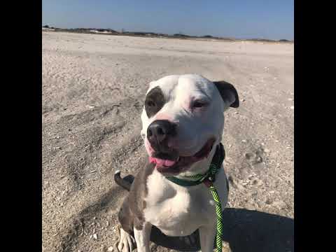 Odin, an adopted American Staffordshire Terrier in Long Beach, NY_image-1