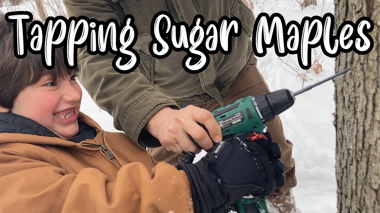 TAPPING Sugar MAPLES! DIY Maple Syrup part 1