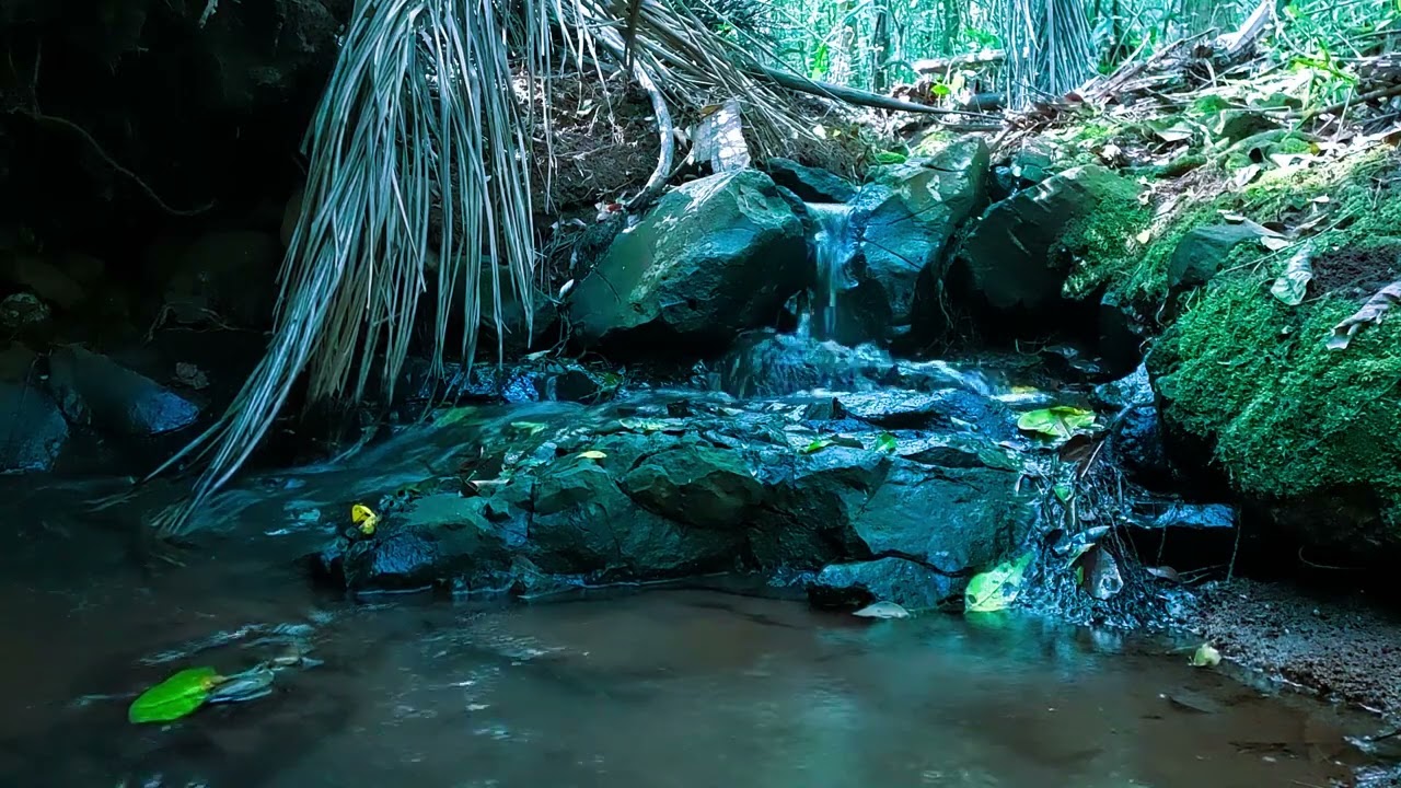 Relaxing Nature Sound.   Bird Sounds.  Nature Sound