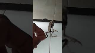 Download lagu Heboh!!! Penemuan JENGLOT yang bergerak saat di pegang mp3 Download lagu Heboh!!! Penemuan JENGLOT yang bergerak saat di pegang mp3