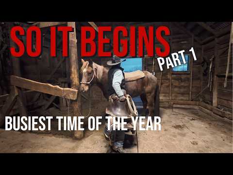 First Day of Calving Season - Pt. 1 “The Morning Chaos”