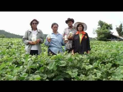 การรักษา Stavropol แรง ความอ่อนแอโหระพา