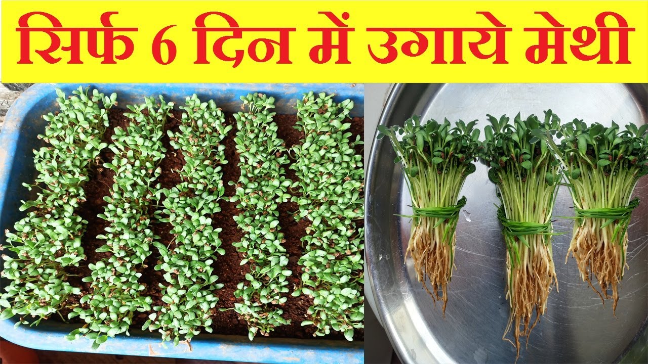 Grow Methi/Fenugreek in just 6 days at home | सिर्फ 6 दिन उगाये मेथी | Organic Methi in soil