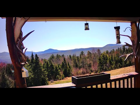 Eustis Deer Cam thumbnail