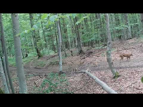 Femelă râs cu trei pui într-o pădure administrată de Ocolul Silvic Coșava din cadrul Romsilva