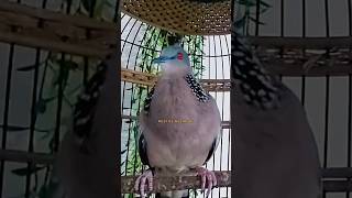 Download lagu TEKUKUR KUK 5 GACOR SUARA KERAS ‼️ mp3 Download lagu TEKUKUR KUK 5 GACOR SUARA KERAS ‼️ mp3