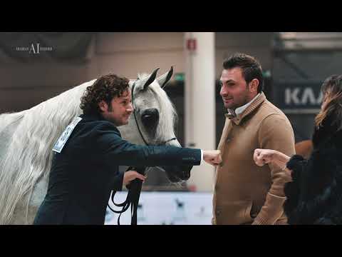 🌹 DA LITTLE PRINCESS 🌹⁣ European Silver Champion Senior Mare , 2021 VERONA EUROPEAN CHAMPIONSHIP