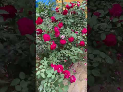 Red Rose Magic 🌹 | Nature’s Symbol of Love ❤️ #floweroftheday #flowerbeauty #flowerlovers