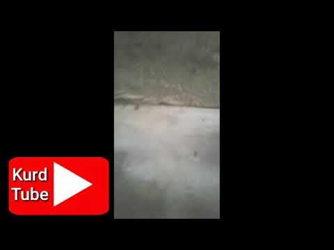 Pshila jwana bchukakamپشیلە جوانە بچوکەکەم