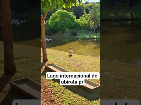 Lago internacional de ubirata pr. #caminhoparaumavidamelhor #lagos #plantas #caminhosdosenhor #pato