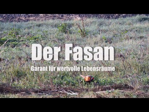 Der Fasan - Garant für wertvolle Lebensräume