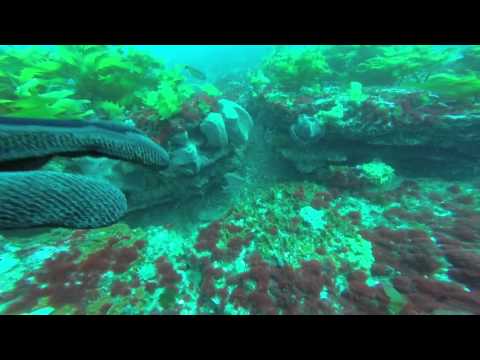 Patea Reef Dive 13 Feb 2016