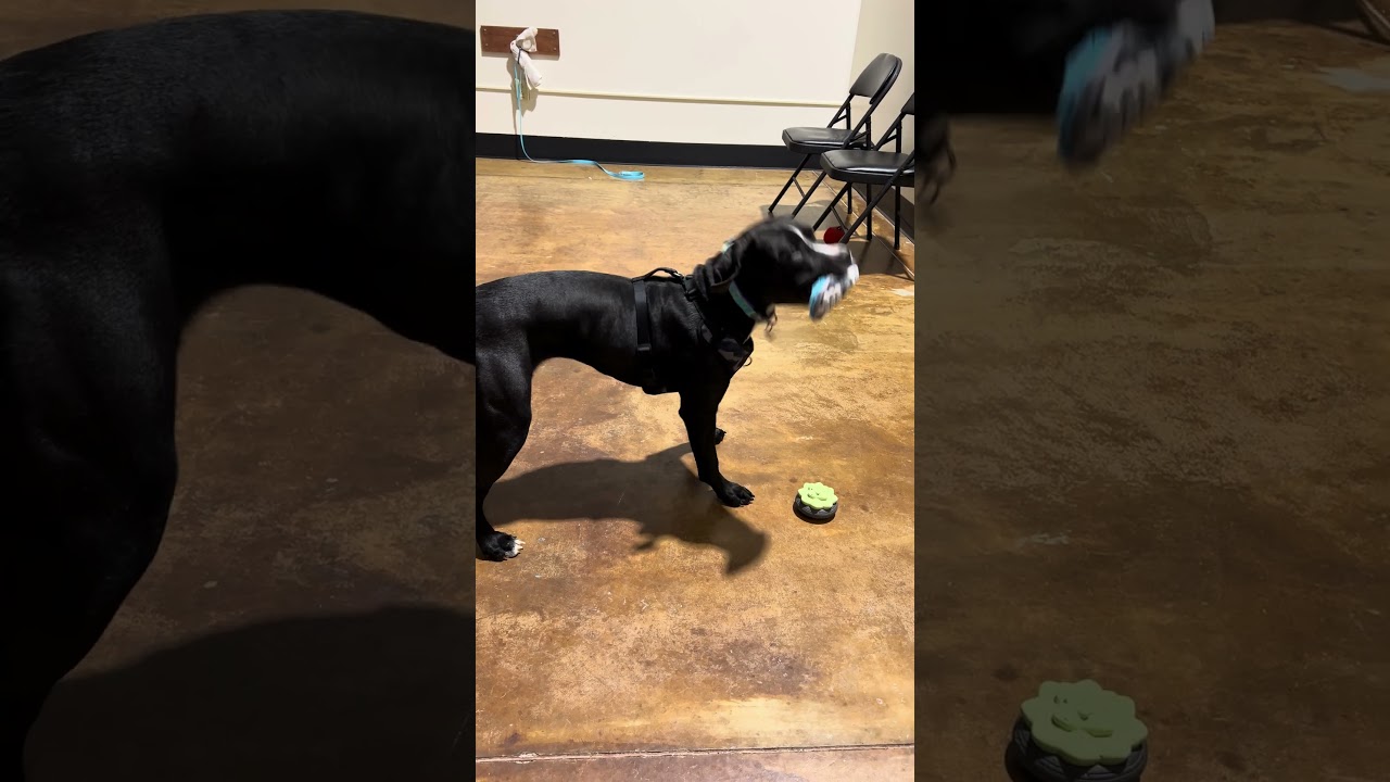 Enlarge Twilight, a ADOPTABLE mixed breed in Ithaca, NY video 4/4