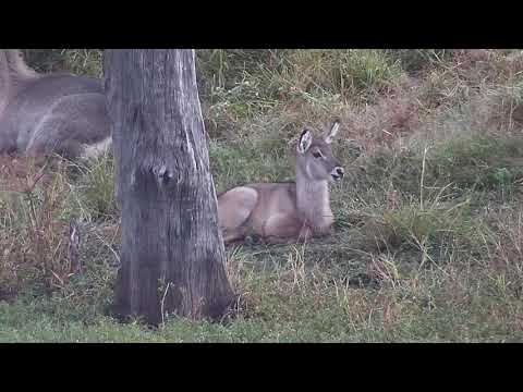 Djuma: Waterbuck male, female and calf rest at shallow end of dam - 06:07 - 04/27/21