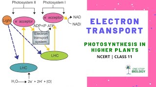 Electron Transport | Photosynthesis | One Stop Biology | Shruti Ma'am | NCERT | Class 11 | Chaptr 13