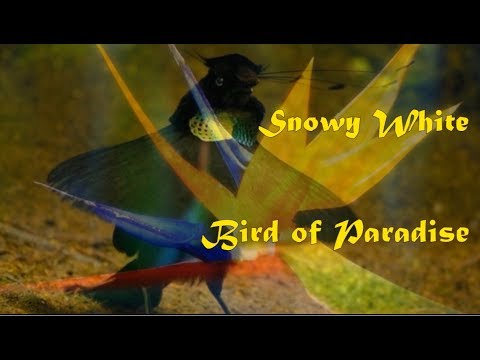 Snowy White - Bird Of Paradise