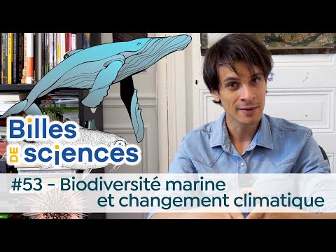 Billes de sciences #53 : Sébastien Carassou - Biodiversité marine et changement climatique