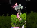 Danger Hides In Beauty And Beauty In Danger Quotes Circus Viralvideo Fypシ゚viral
