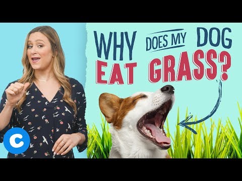 Why Do Dogs Eat Grass? | Chewy
