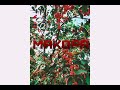 Doc Rebo Makopa Feat Gelo Standard KNCHI Micro Doze Prod By Oliver Zhang