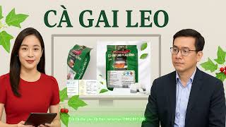 Talkshow Sức Khỏe: kết hợp Cà Gai Leo+ Xạ Đen  có tác dụng gì với gan