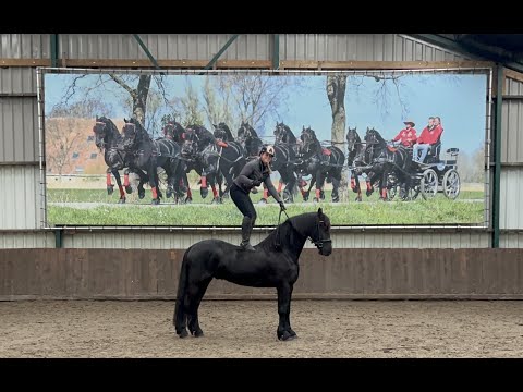Stal Okkema's Doeke - Michiel x Dries - Gelding - 2017 - 1.63m