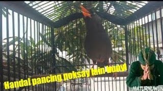 Download lagu poksay MANDARIN ini jagonya bikin poksay lain emosi dan gacor mp3