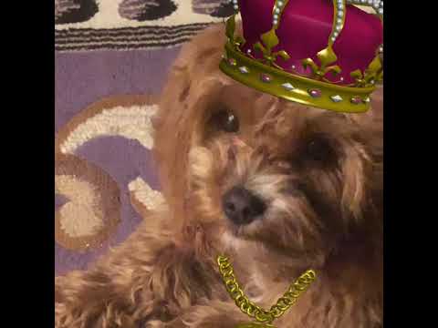 3-Wagishly Witty Word Definitions by Tucker the Dog-Gorgeous #shorts