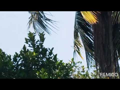 Relaxing nature sound - Gentle breeze