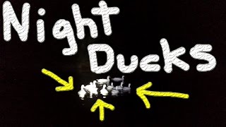 Hospital Duck At The Lake Part 2 #98 Raising Ducks For Charity