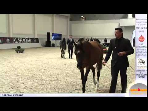 Berlin Cup 2015 - Special Awards