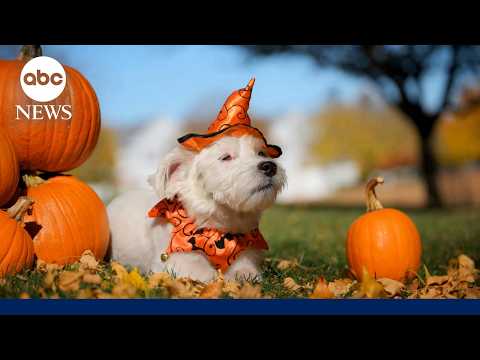 How to keep pets safe on Halloween
