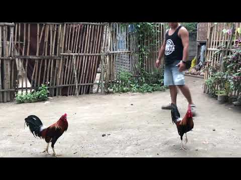 Duke Hulsey Lemon Stags  #Gamefowls