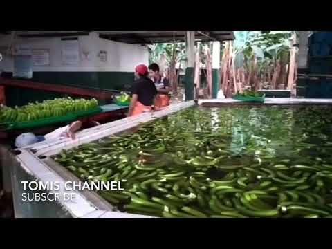 banana packing process for exporting