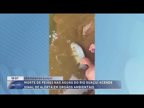 São Pedro do Suaçuí: Morte de peixes no Rio Suaçuí alerta órgãos ambientais.