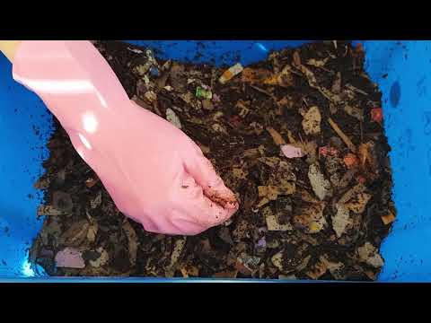 39-day old bin. Small feeding while waiting for a larger bin to move worms in.