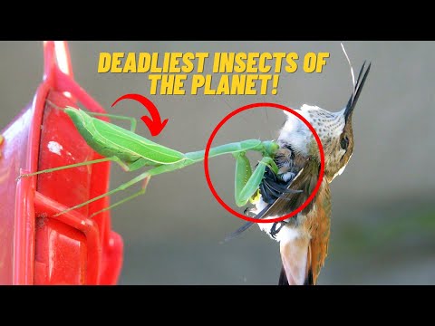 Tinniest Creature is Known for Killing Machine!