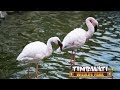The Timbavati Wildlife Park Flamingos