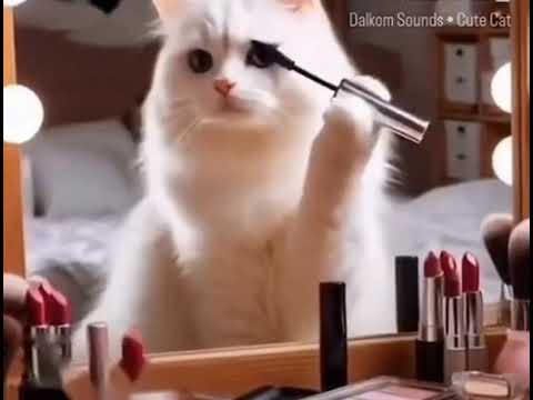 cat makup