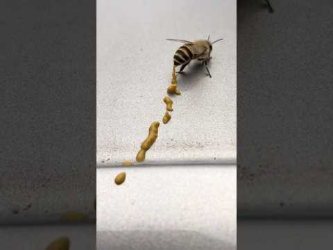 Never Eat This Special Honey 😱