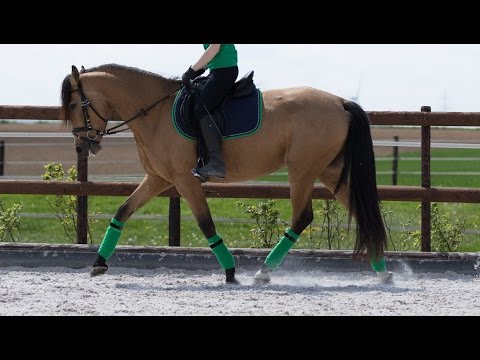 Ellie nach 6 Monaten unterm Sattel